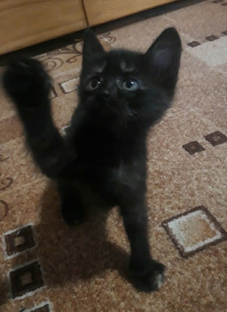 Отдам котят в добрые руки.
Папа (6)