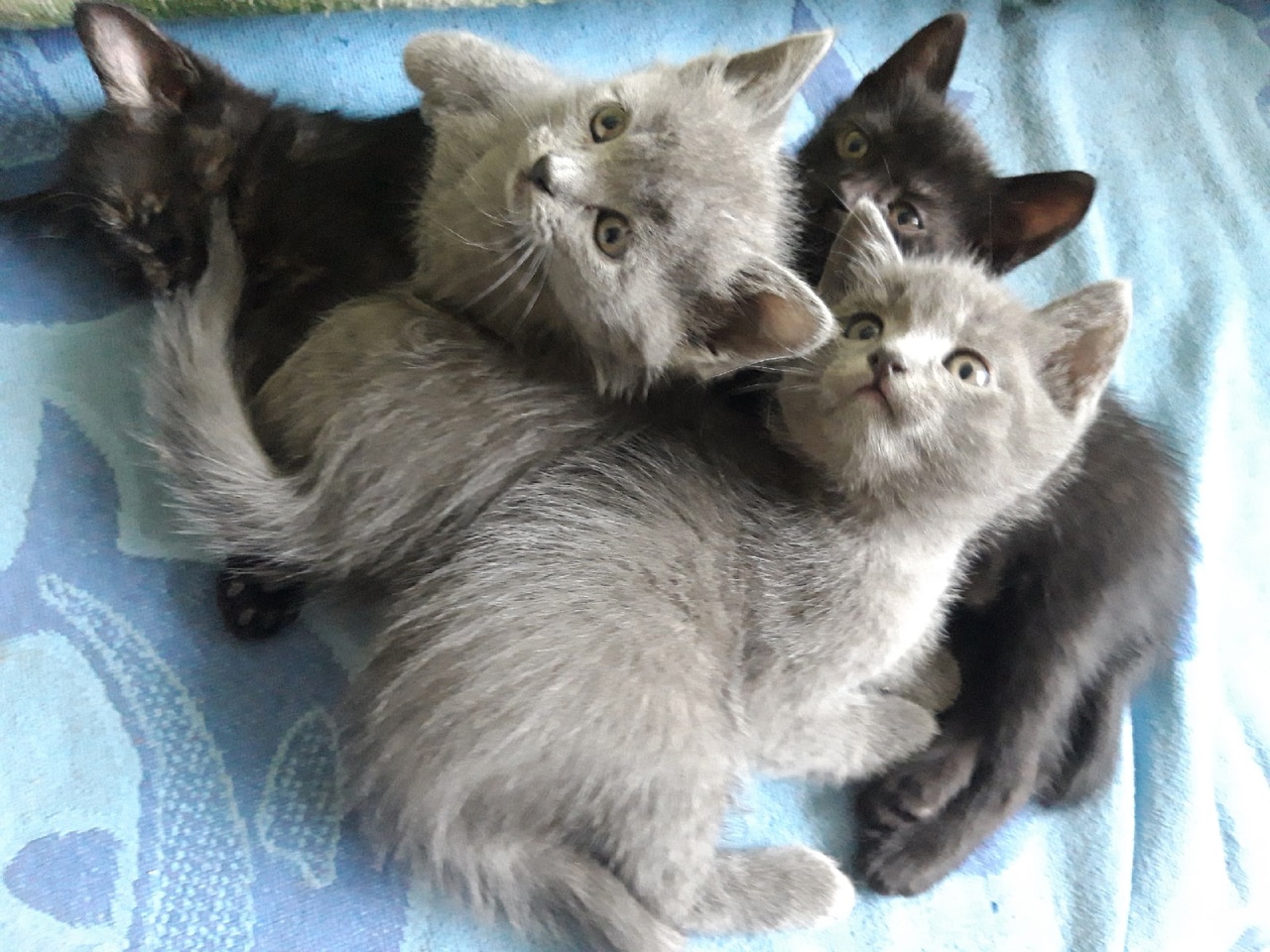 Отдам котят в добрые руки.
Папа (7)