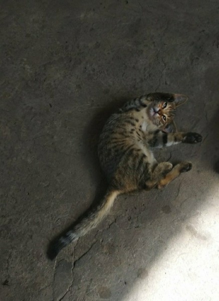 Помогите найти для кошечки любящую