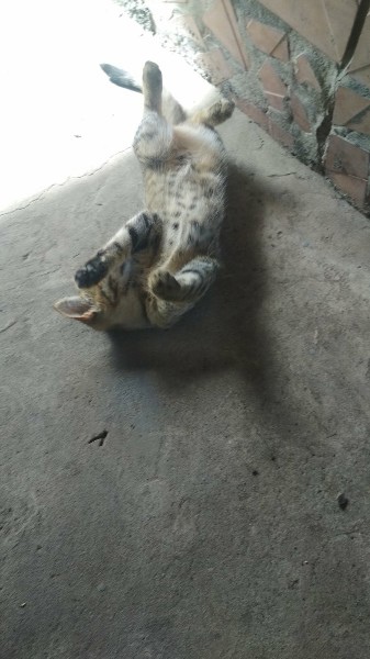 Помогите найти для кошечки любящую (3)