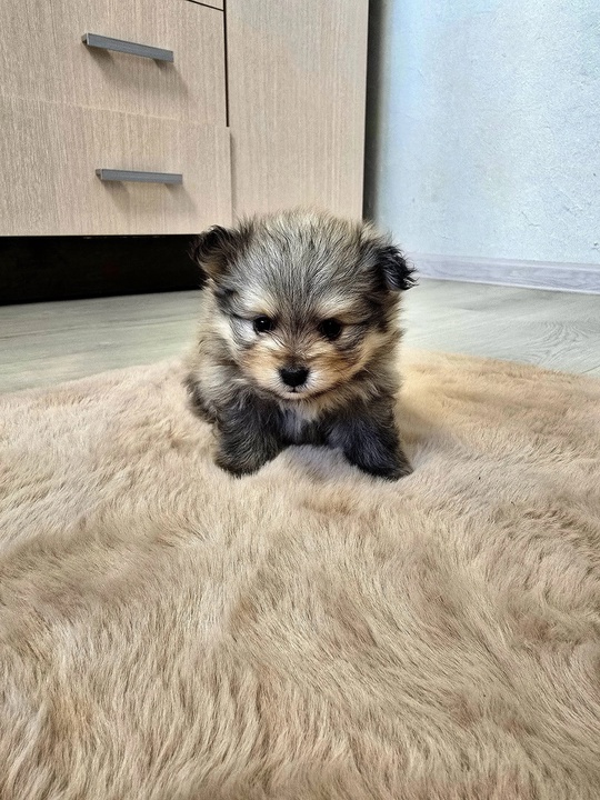В продаже щенки померанского шпица,