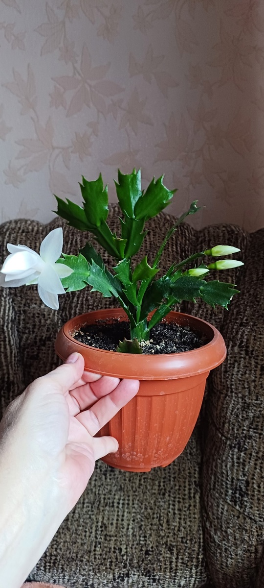 Донецк. Шлюмбергера усечённая, цвет белый,сейчас (3)