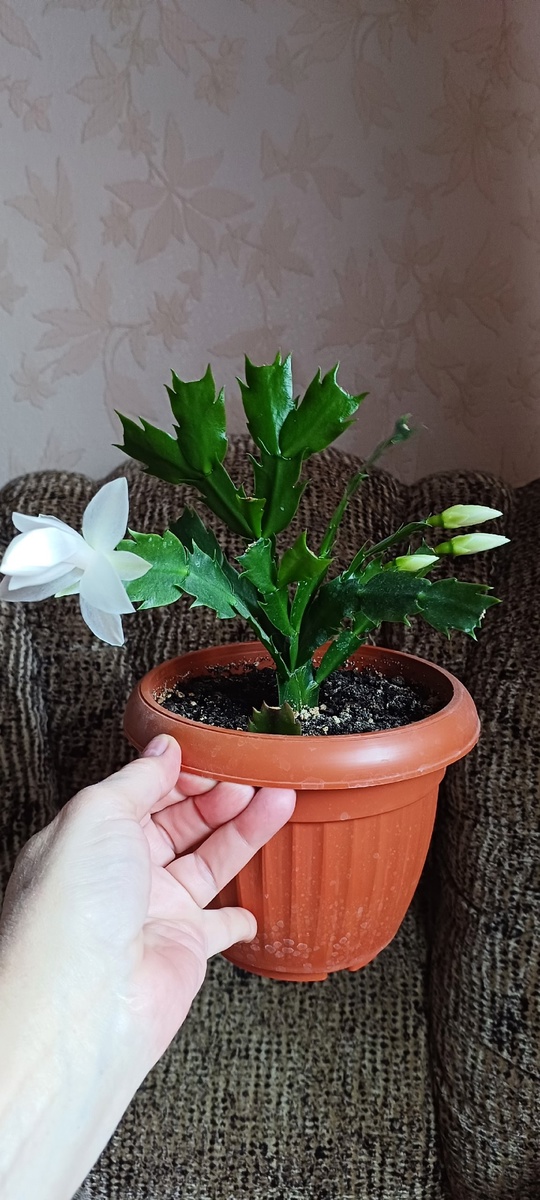 Донецк. Шлюмбергера усечённая, цвет белый,сейчас (5)