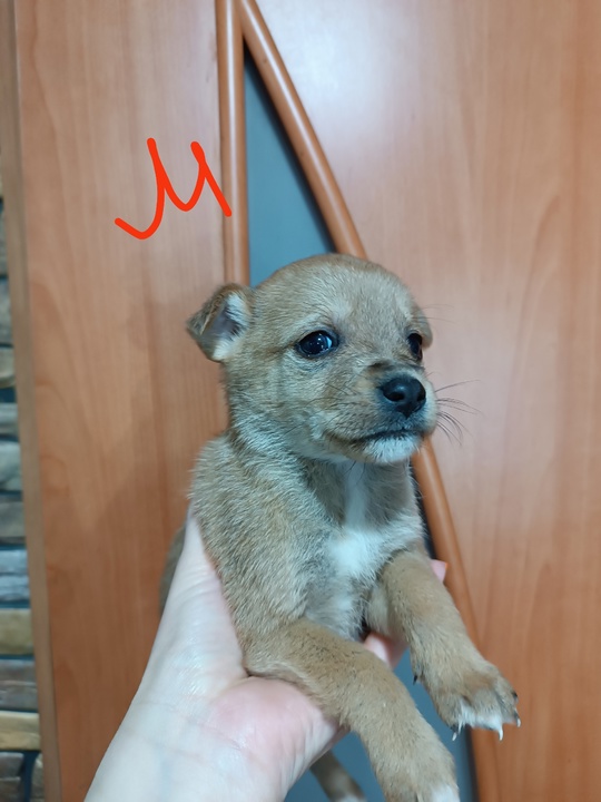 Маленькие звоночки ищут любящих мам (4)