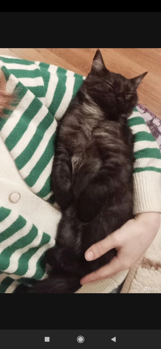 Отдам котика, очень ласковый, ходит (1)