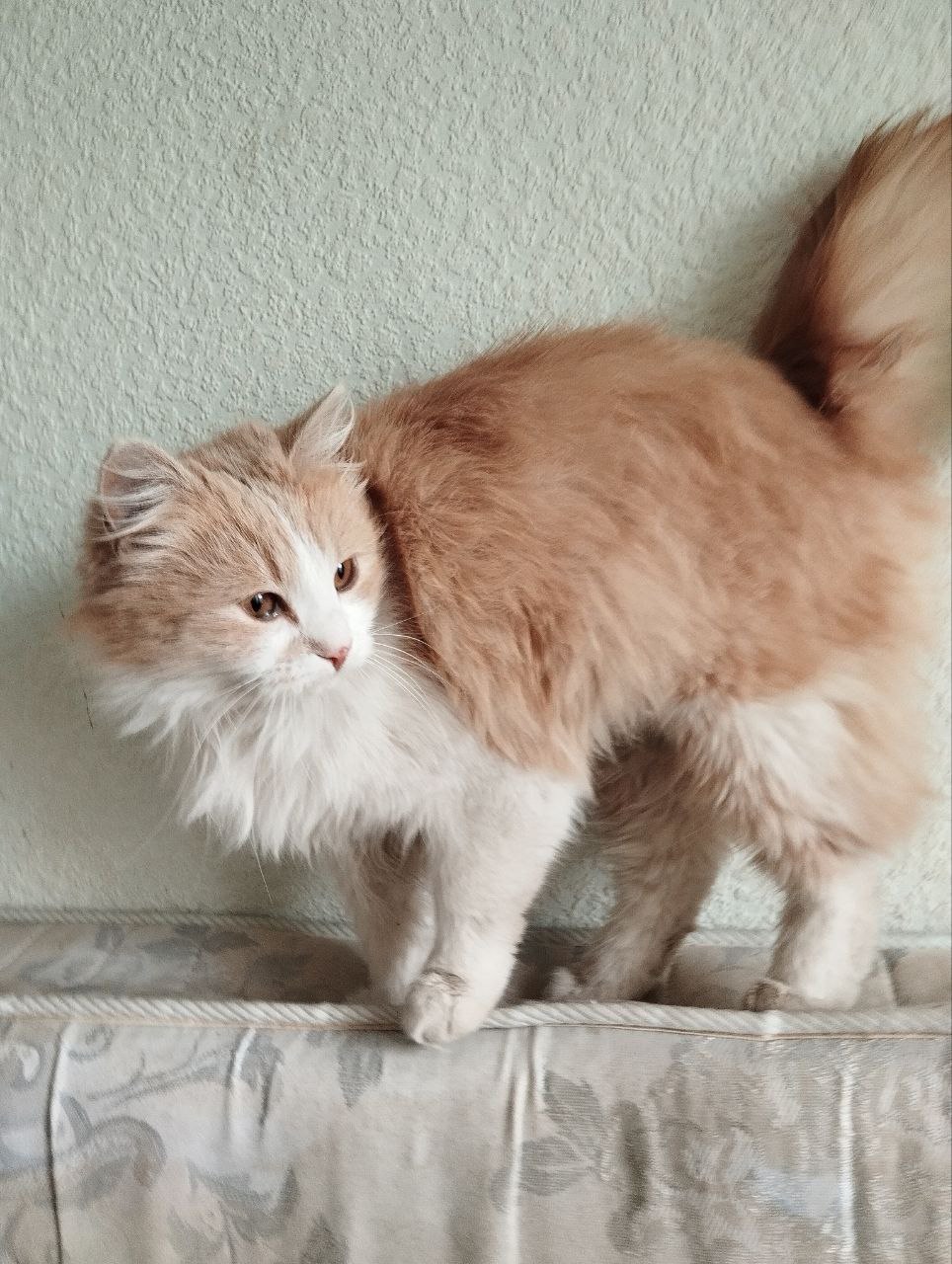 #котоДом #Дива

❤️Молоденькая девочка нуждается в