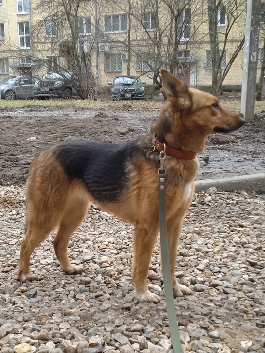 Пропала собака в Щедрино! Не
