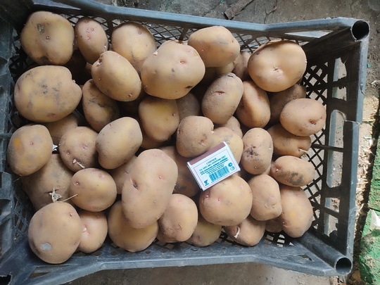 Продам домашний картофель 50 руб/кг,