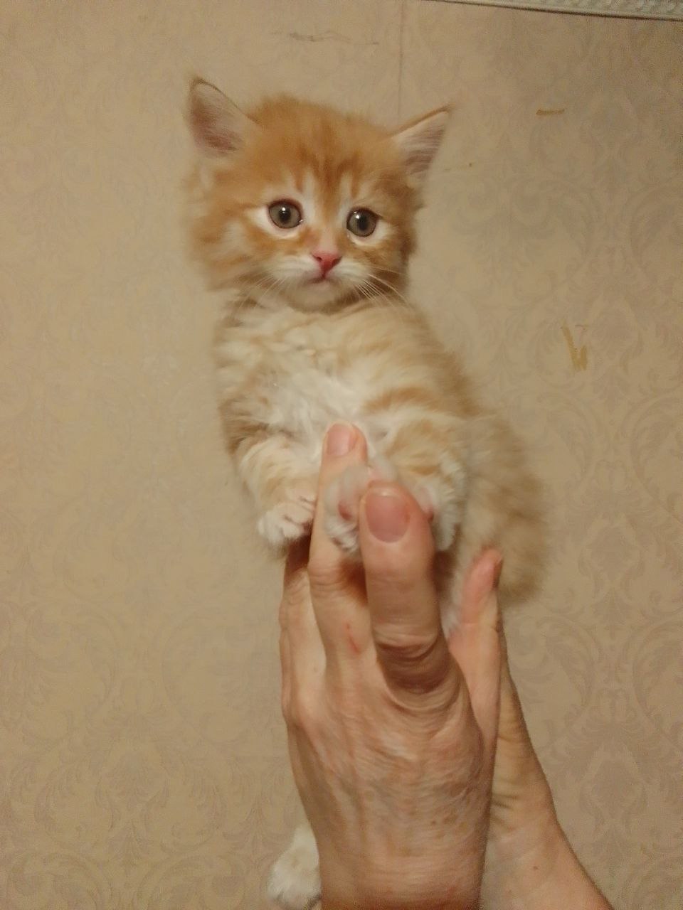Отдам котят бесплатно ( серенький