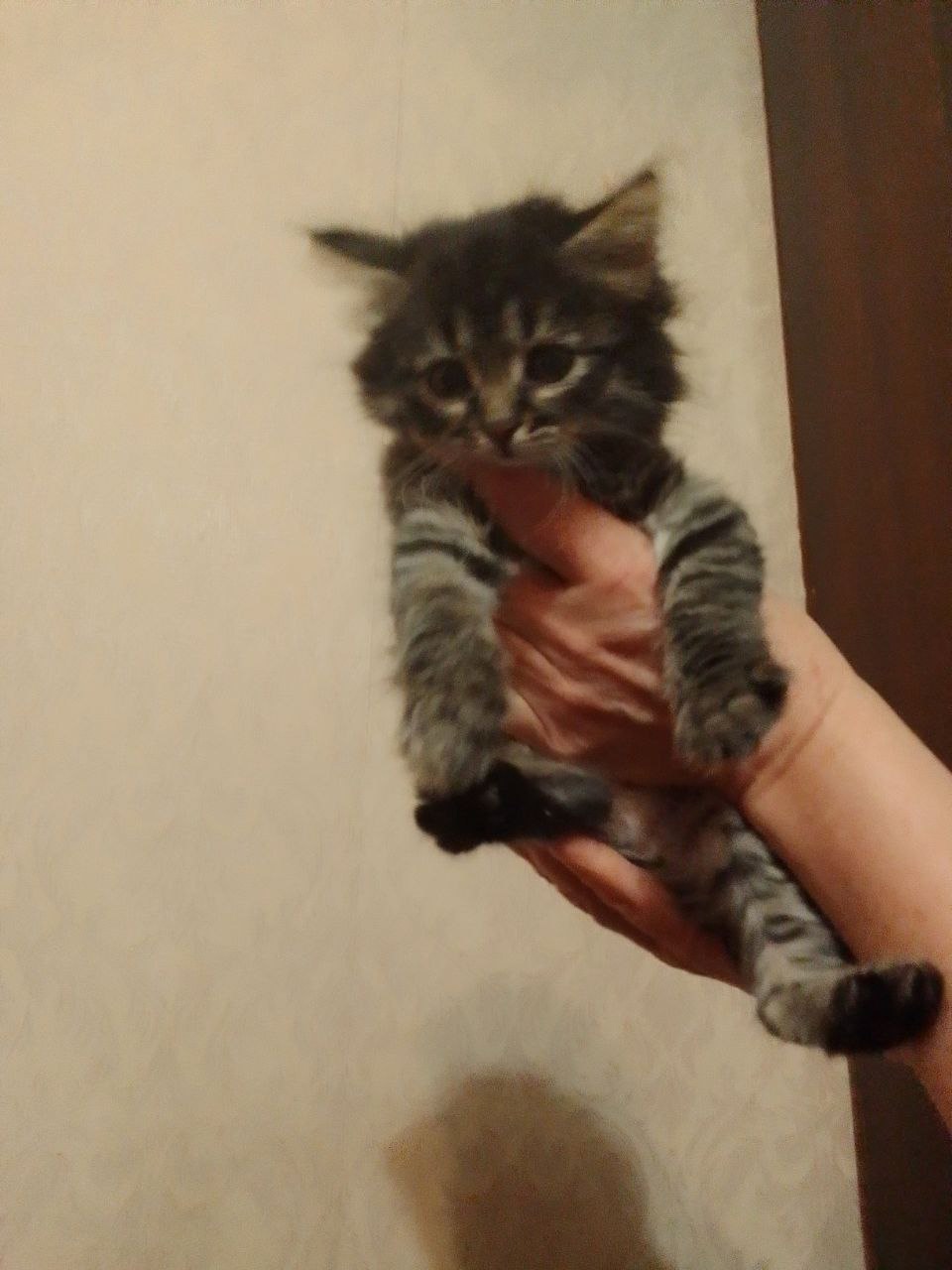 Отдам котят бесплатно ( серенький (1)