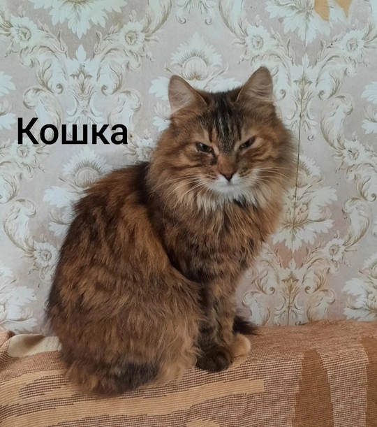 Алчевск.ЛНР.
На передержке много кошек,
И возраст
