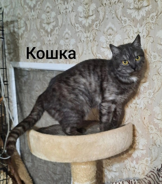Алчевск.ЛНР.
На передержке много кошек,
И возраст (2)