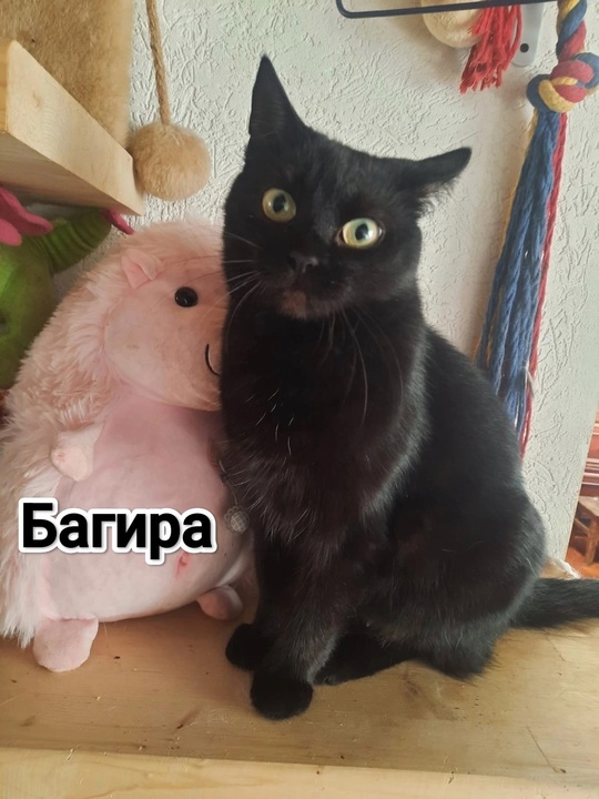 Алчевск.ЛНР.
На передержке много кошек,
И возраст (3)