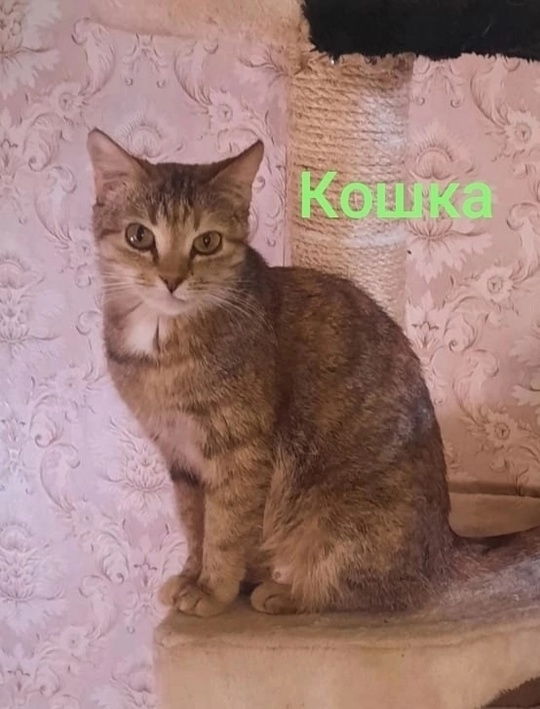 Алчевск.ЛНР.
На передержке много кошек,
И возраст (8)