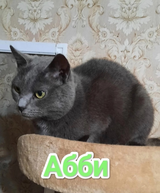 Алчевск.ЛНР.
На передержке много кошек,
И возраст (9)