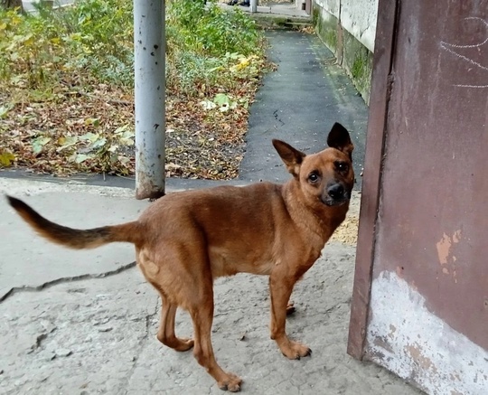 Донецк. Пёс Дружок, примерно 5-6