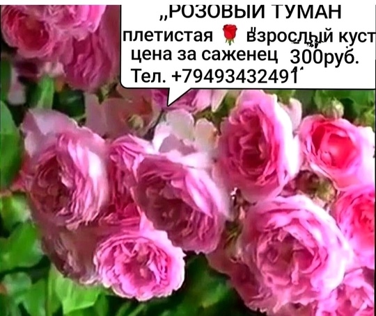 Продам саженцы роз,  цены