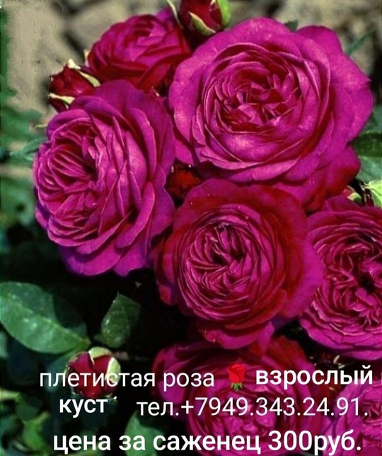 Продам саженцы роз,  цены (1)