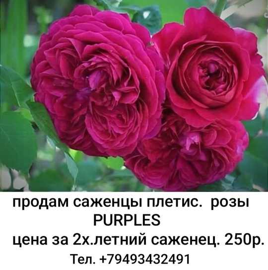 Продам саженцы роз,  цены (2)