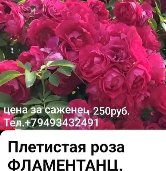 Продам саженцы роз,  цены (3)