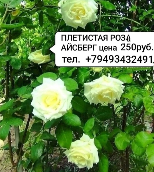 Продам саженцы роз,  цены (4)