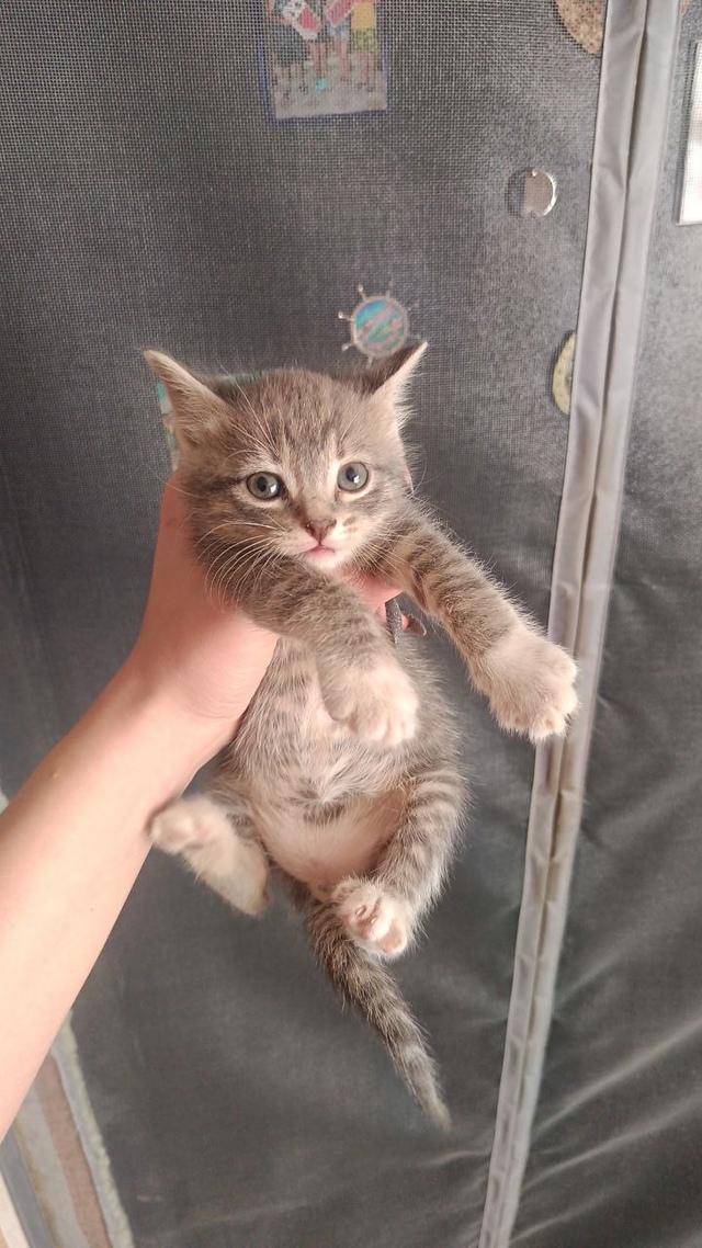 Отдам кошечку в добрые руки,