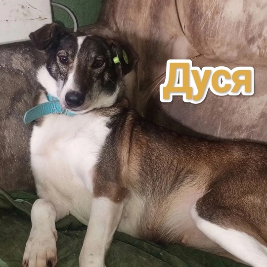 Алчевск ЛНР
Татьяна так любила жизнь,
Собак (3)