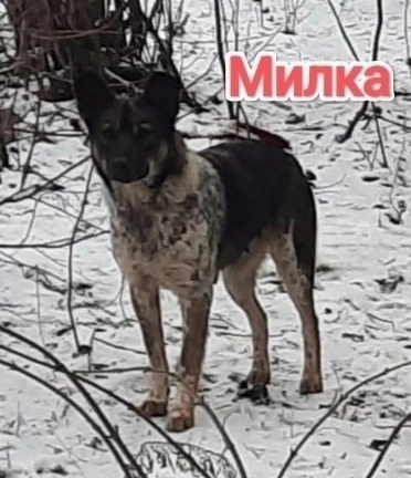 Алчевск ЛНР
Татьяна так любила жизнь,
Собак (5)