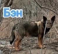 Алчевск ЛНР
Татьяна так любила жизнь,
Собак (6)