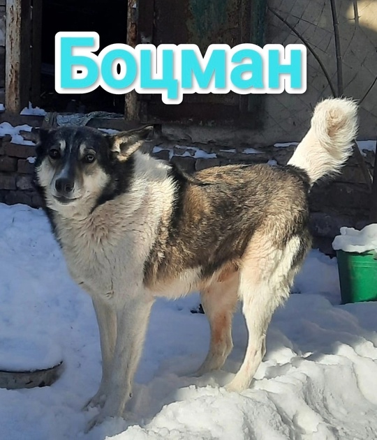 Алчевск ЛНР
Татьяна так любила жизнь,
Собак (7)