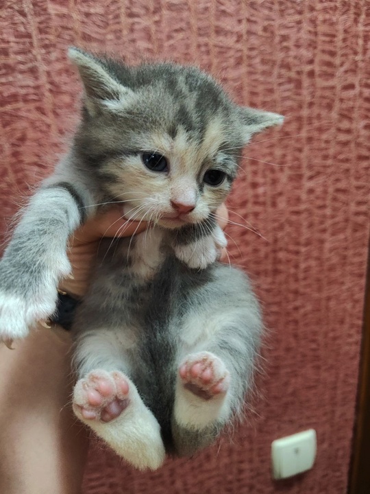Красотке очень нужен дом!!❤️❤️❤️
Вот такая