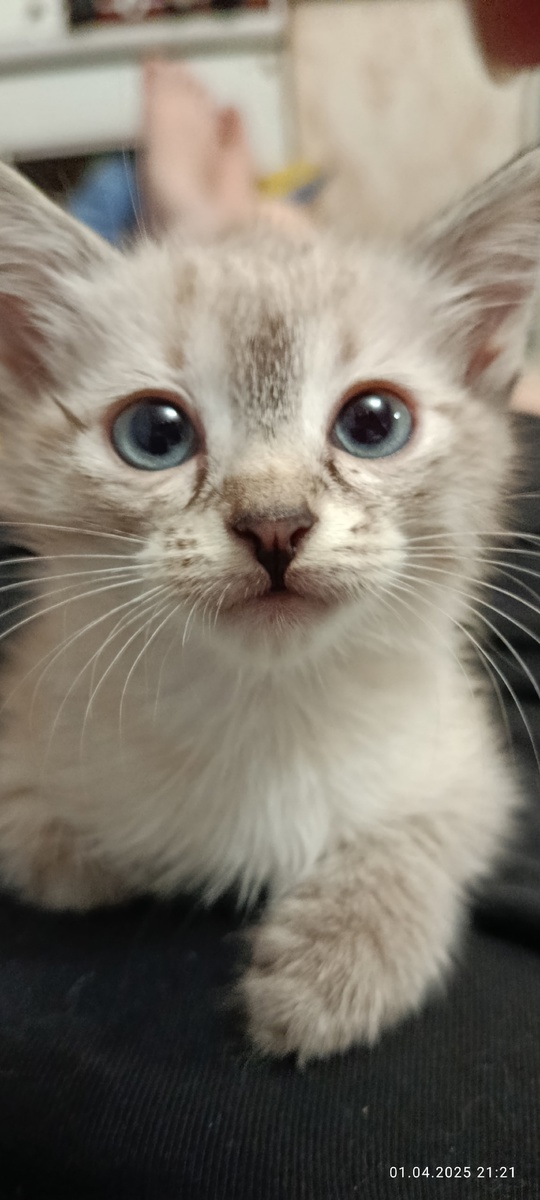 Отдам котят в хорошие руки