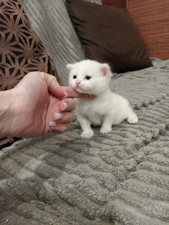 Кошечка, девочка, домашняя, чистая, ухоженная,