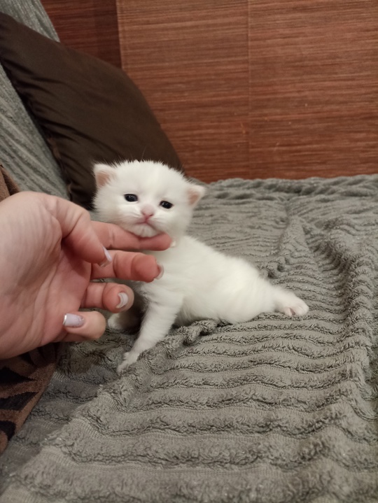 Кошечка, девочка, домашняя, чистая, ухоженная, (1)