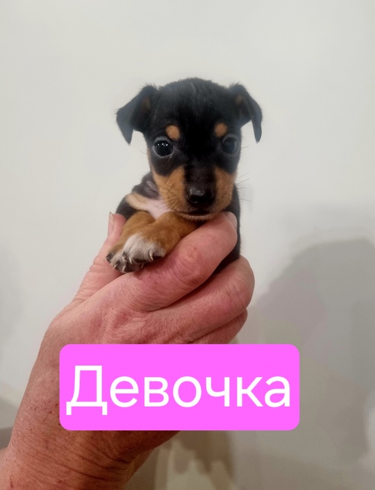 г.Донецк
Продам щеночков русского той-терьер (Стандарт).
Рождены