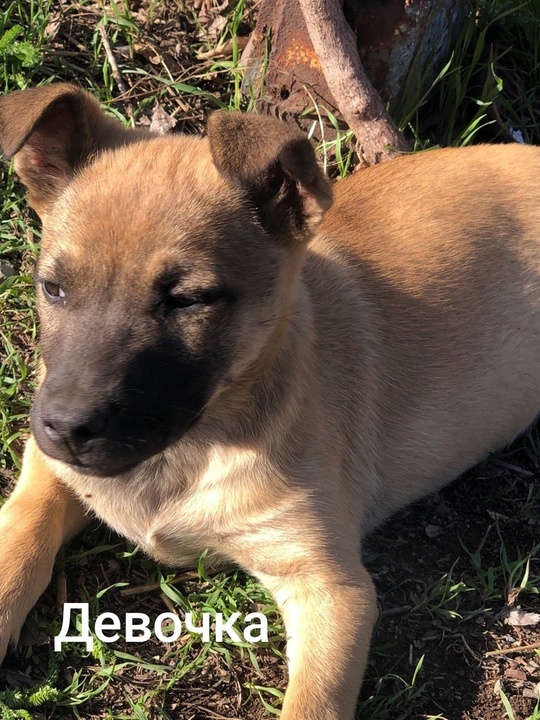 Алчевск.ЛНР.
Рождены на улице,
Ненужные совсем,
Хотят их