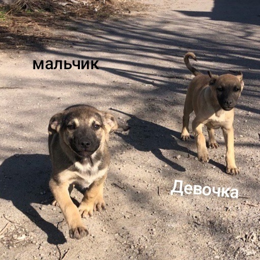 Алчевск.ЛНР.
Рождены на улице,
Ненужные совсем,
Хотят их (2)