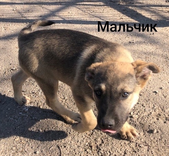 Алчевск.ЛНР.
Рождены на улице,
Ненужные совсем,
Хотят их (4)