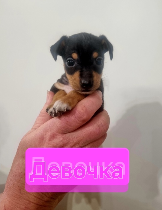 г.Донецк
Продам щеночков русского той-терьер (Стандарт).
Рождены