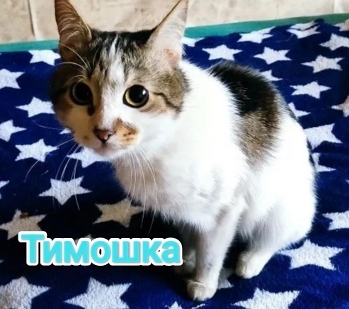 Брянка. ЛНР.
Хозяйке кот порядком надоел,
Бездомным