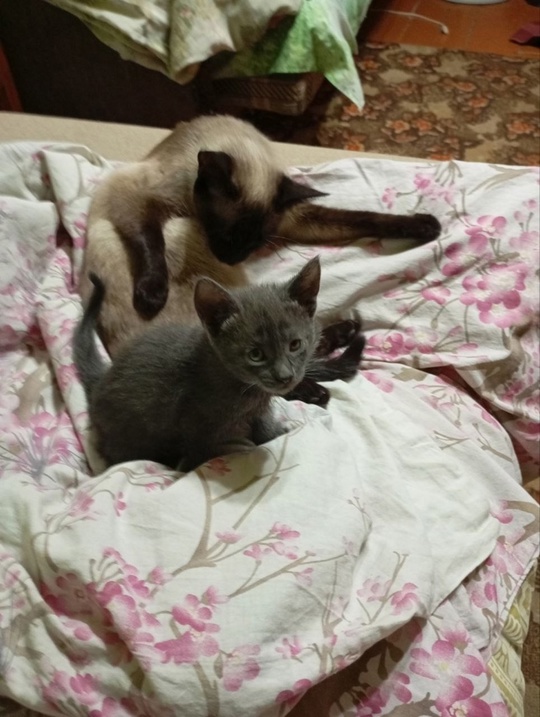 Вот такая малышка ищет дом!