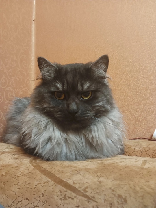 Отдам в добрые руки кота!
Приучен (1)