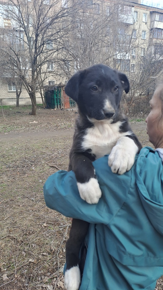 И снова Гаевого! Отдаются в