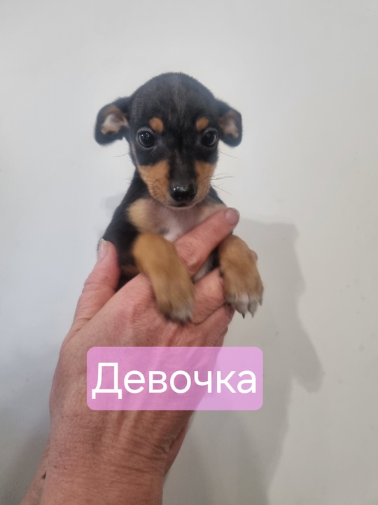 г.Донецк
Продам щеночков русского той-терьер (Стандарт).
Рождены