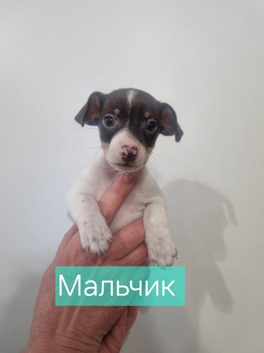 г.Донецк
Продам щеночков русского той-терьер (Стандарт).
Рождены (1)