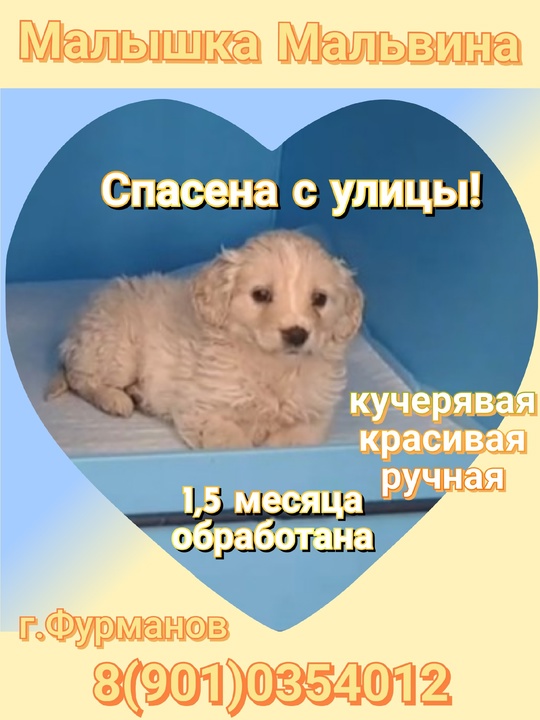 г.Фурманов, Иваново и ближайшие города!

Очаровательная,кучерявая