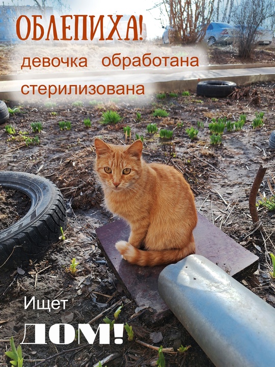КОТЯТ ЗАБРАЛИ, А КОШКА ОСТАЛАСЬ...

У