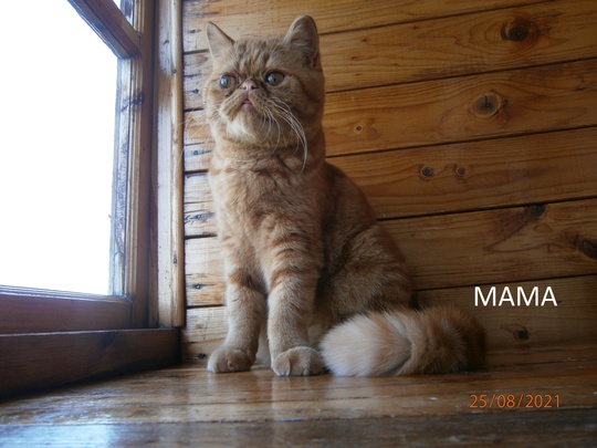 Котята Экзоты . МАЛЬЧИКИ Д.Р. (4)