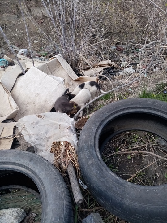 В посадке найдены маленьки щеночки,