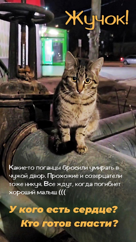 Две недели как появился этот